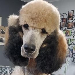 Peak - Poodle