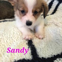 Sandy - Red female Pembroke Welsh Corgi puppy in Montague, California from Shasta Valley Pembrokes