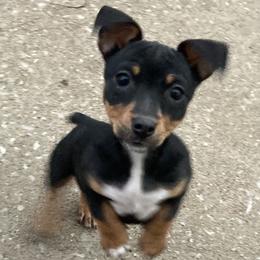Black tri tuxedo - Black and white female Teddy Roosevelt Terrier puppy in Russellville, Kentucky from Mud-E Acres Kennel