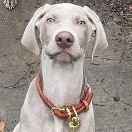 Weimaraners from Fellowship Weimaraners