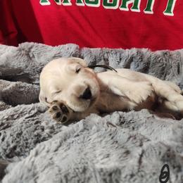 Black - Golden male Golden Retriever puppy in Lucasville, Ohio from Halo Kennels