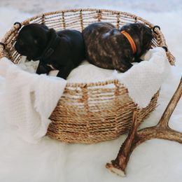 French Bulldog Puppies from Frenchie Bulldog Kisses