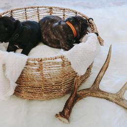 French Bulldog Puppies from Frenchie Bulldog Kisses