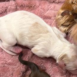 Pied Boy - Piebald male Dachshund puppy in Canby, Oregon from Rainy Day Dachshunds