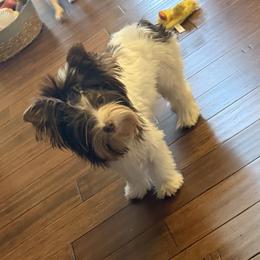 Yorkshire Terrier Puppies from Starr Mountain Yorkies