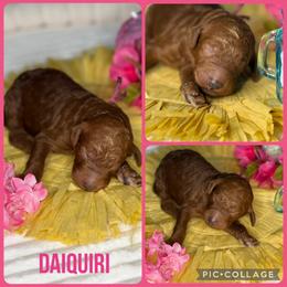 Daiquiri - Red  female Poodle puppy in Mount Vernon, Illinois from AMC Poodles