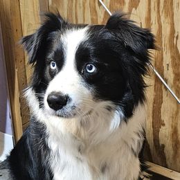 Lilly - Miniature Australian Shepherd
