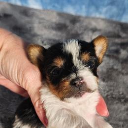 Pup 1 - Parti male Yorkshire Terrier puppy in Polk City, Florida from Yorkies by Casey
