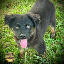 Outlaw - Black tri male Miniature Australian Shepherd puppy in El Dorado Springs, Missouri from HP Aussie Kennels