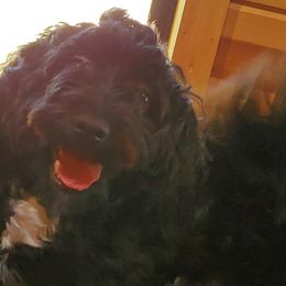 Havanese from Darrtfarms