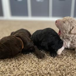 Goldendoodles from Oodles of Doodles & Not Just Goldendoodles