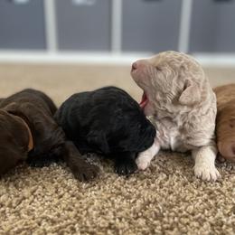 Goldendoodles from Oodles of Doodles & Not Just Goldendoodles