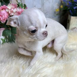 Donny - Chihuahua