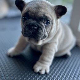 French Bulldog Puppies from Upcountry Frenchies