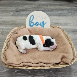 Boy 3 - male English Springer Spaniel puppy in Columbia, North Carolina from Kaitlin Bateman