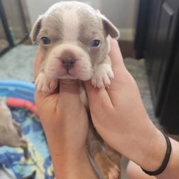 Boy 6 - Lilac Boy - Lilac male Boston Terrier puppy in Sulphur Springs, Texas from B&B Bostons