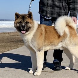 Akita and Shiba Inu All Grown Up from Day Dream Shiba Inu’s