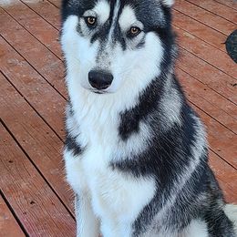 Alaskan Huskies and Companion Crosses from T&L Kennels
