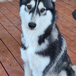 Alaskan Huskies and Companion Crosses from T&L Kennels