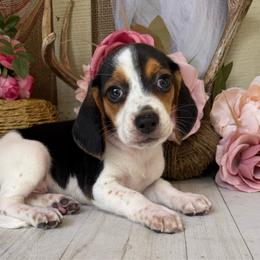 Amelia - Black white and tan female Beagle puppy in West Plains, Missouri from Suncreek Puppies