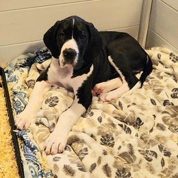 Mantle Female 1 - Mantle female Great Dane puppy in Gig Harbor, Washington from Lakaya Danes