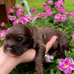 Nova - Brown and tan female Cocker Spaniel puppy in Camp Douglas, Wisconsin from Bluff Country Cockers
