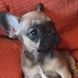 Sage - Tricolors male French Bulldog puppy in Colorado from Imperial Frenchies of Colorado