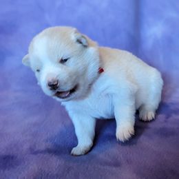 Pomsky Puppies from Valparaiso Pomskys