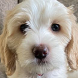 Australian Labradoodle Puppies from Daff-O-Doodles