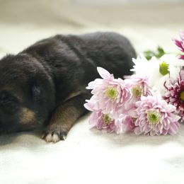 German Shepherd Puppies from Milestone GSDs