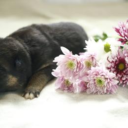 German Shepherd Puppies from Milestone GSDs