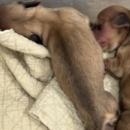 Fiji - Cream female Dachshund puppy in Ocala, Florida from Sugarbakers Kennel