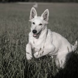 Halle - White female Berger Blanc Suisse puppy in Chestnut, Illinois from Fireside Fernweh