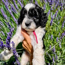 Dakota - Caramel cream female Australian Labradoodle puppy in Millville, California from Hope Lane Kennels