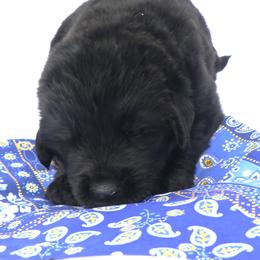 Exspresso - Black male Newfoundland puppy in Kimball Twp, Michigan from Pine River Newfoundlands