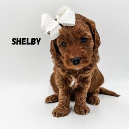 Shelby - Red  female Goldendoodle puppy in Eagle Mountian, Utah from The Puppy Family