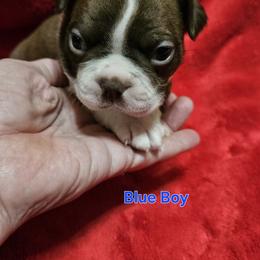Blue Collar Boy - Brindle and white male Boston Terrier puppy in Salina, Kansas from Giles' Boston Babies