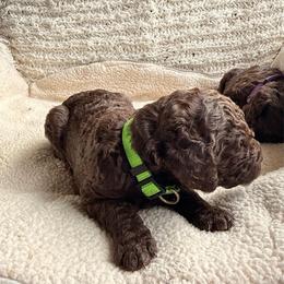 Light green - Chocolate female Labradoodle puppy in Chula Vista, California from Coastal Cocoa Labradoodle