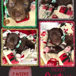 Mahogany - Red and white male Siberian Husky puppy in Florence, Kentucky from Moonlight Howl Huskies