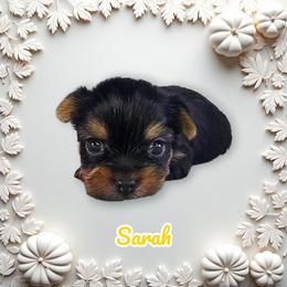 Sarah - Blue and gold female Yorkshire Terrier puppy in Denver, Colorado from Totty's Tiny Paws