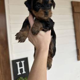 Yorkshire Terrier Puppies from Dewy Rose Yorkies
