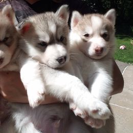 Siberian Husky Puppies from Brinic Siberins