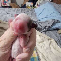 Girl 1 - Piebald female Dachshund puppy in Paradise, Texas from C and J Minis