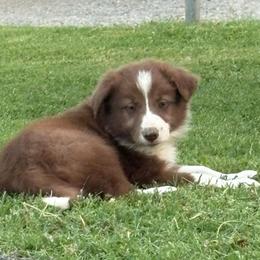 Sabrina - White and red female Border Collie puppy in Chattanooga, Tennessee from Ross Vegas Kennels