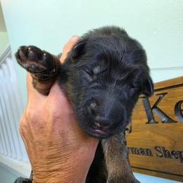 Blessing - Black and red female German Shepherd puppy in Columbus, Indiana from Stony Lonesome GSD