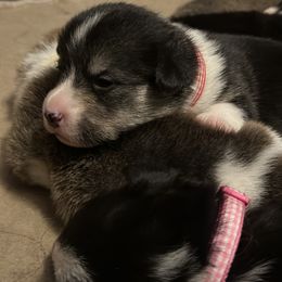Pembroke Welsh Corgi Puppies from Temperance Farm Corgis