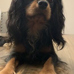 Cavalier King Charles Spaniels from Slade Cavalier