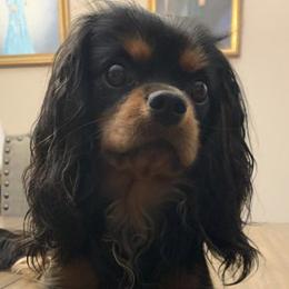 Cavalier King Charles Spaniels from Slade Cavalier