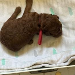 Cash - Red  male Poodle puppy in Mount Vernon, Illinois from AMC Poodles