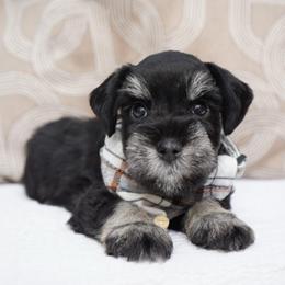 Gus - Black and silver male Miniature Schnauzer puppy in Montebello, California from Rod Schnauzers